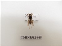 藏品(雙斑馬蜂)的圖片